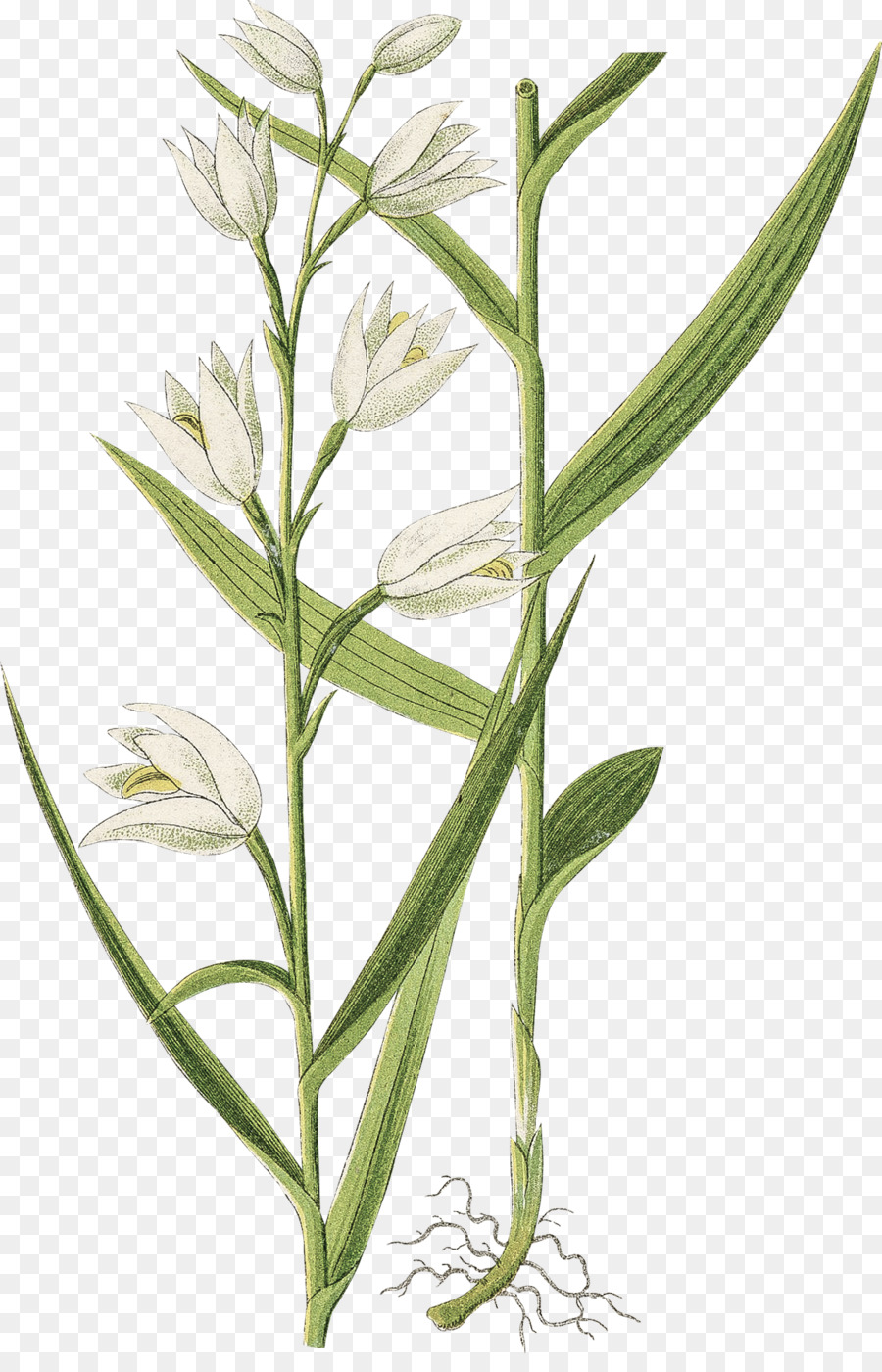 L'illustrazione botanica Botanica Incisione d'Arte floreale - fiore
