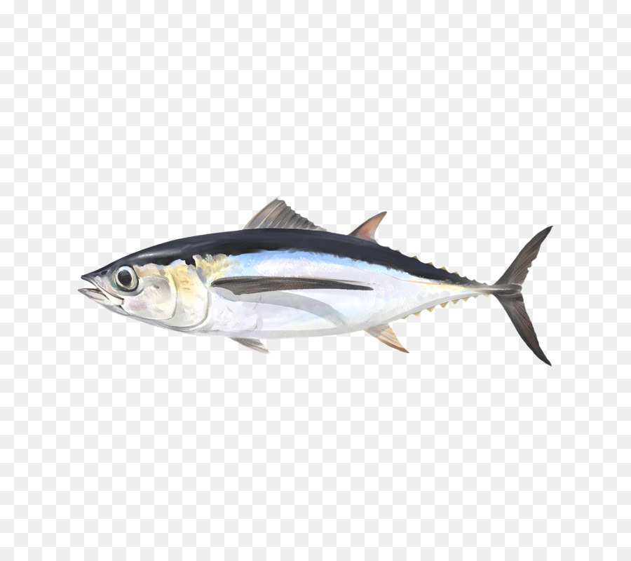 Cá ngừ vây cá Sardine Thunnus Cá sản phẩm - cá