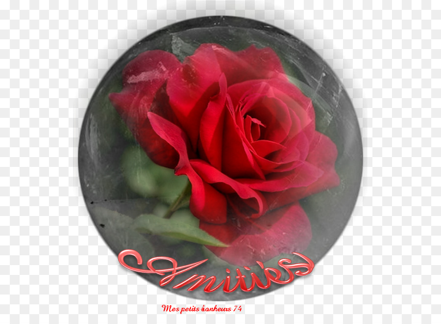 Hoa hồng trong vườn Valentina Teplouhova Ban ngày hiện Tượng - sẵn
