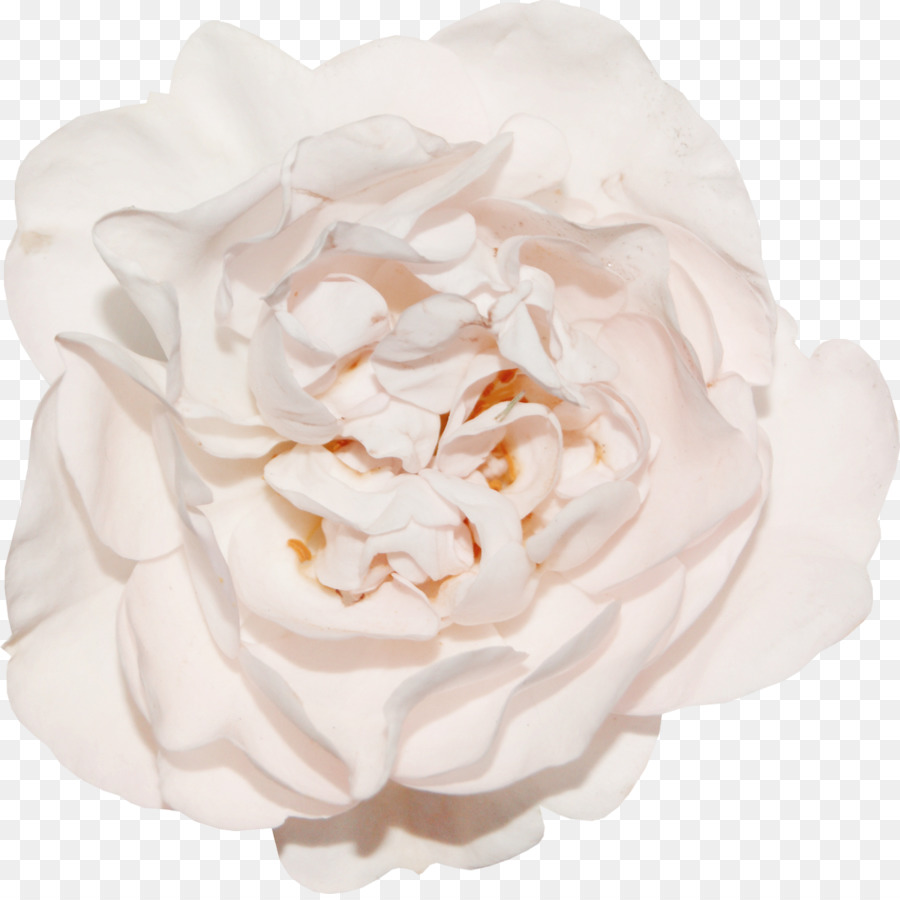 Hoa hồng trong vườn bắp Cải rose Google Hình ảnh Floribunda - hoa hồng,