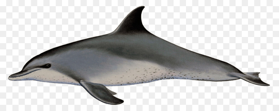 Common bottlenose dolphin Short-beaked common dolphin Gefleckte Delfine Rough-toothed dolphin Tucuxi - Delphin