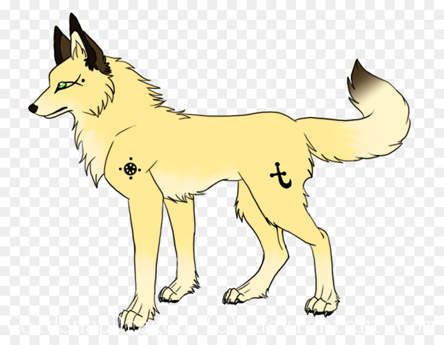 Giống chó Đỏ fox Dòng nghệ thuật - Con chó