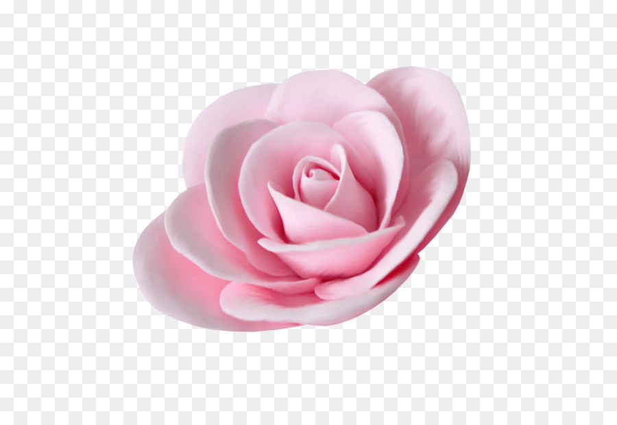 Le rose da giardino Fiore di Spiaggia rosa - fiore