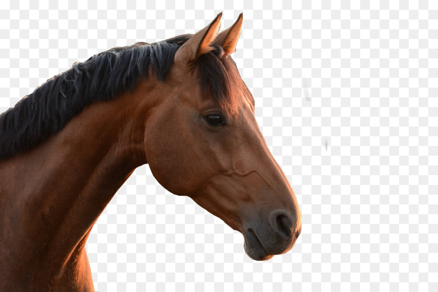 Mähne Vollblut-Mustang-Hengst-Araber-Pferd - Mustang