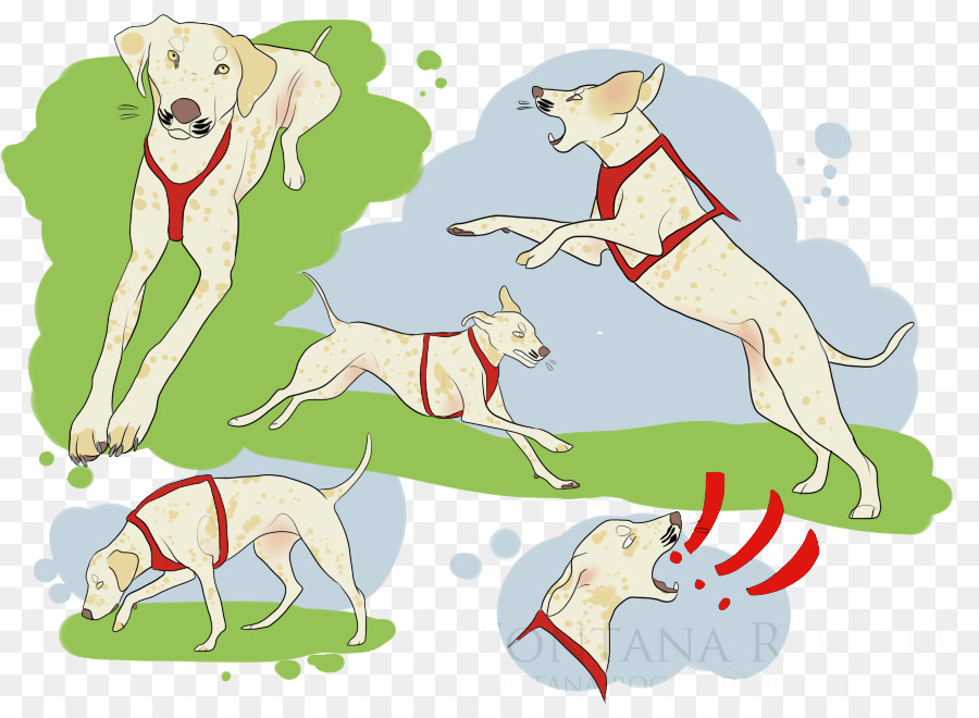 Whippet Cane di razza Levriero italiano - avvistato cane