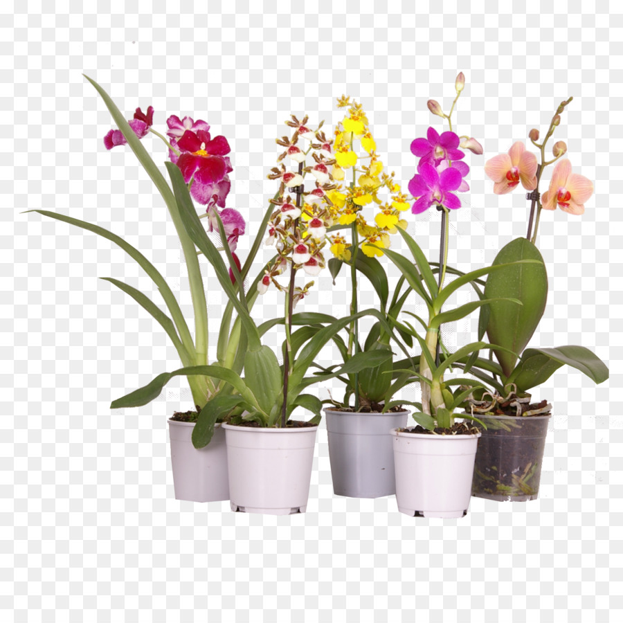Falena orchidee pianta d'appartamento Dendrobium orchidee Cattleya - impianto