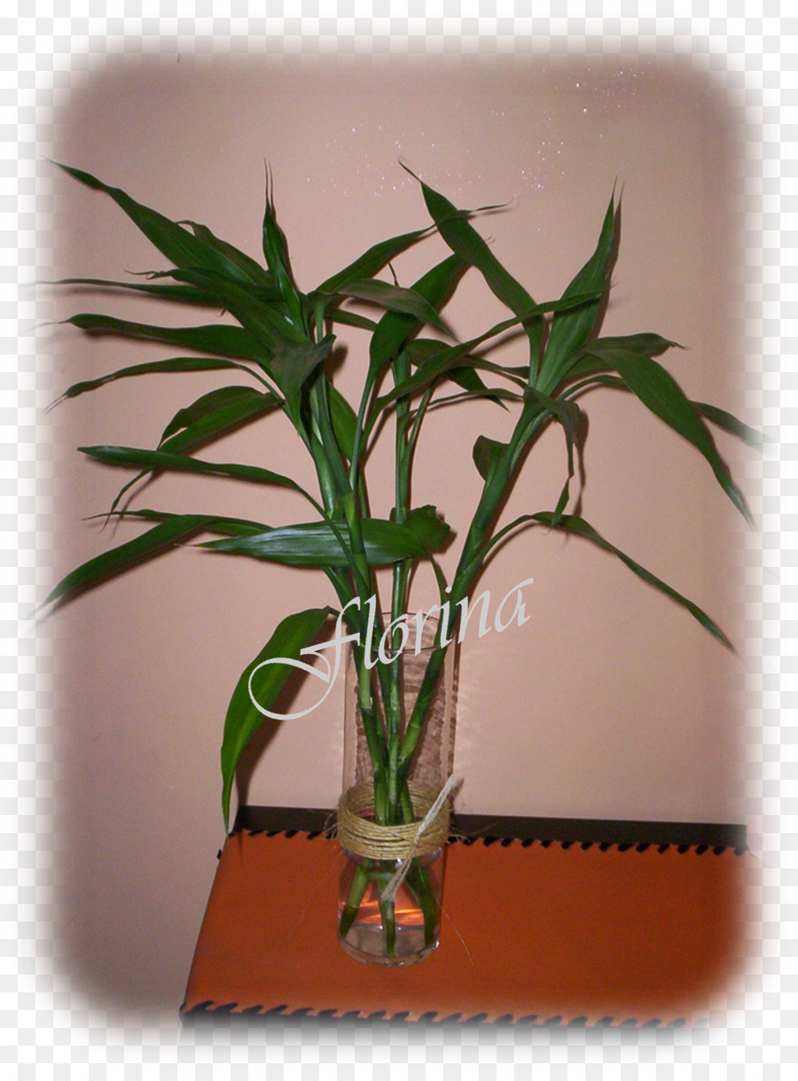 Vaso di fiori staminali Vegetali pianta d'appartamento - bambù