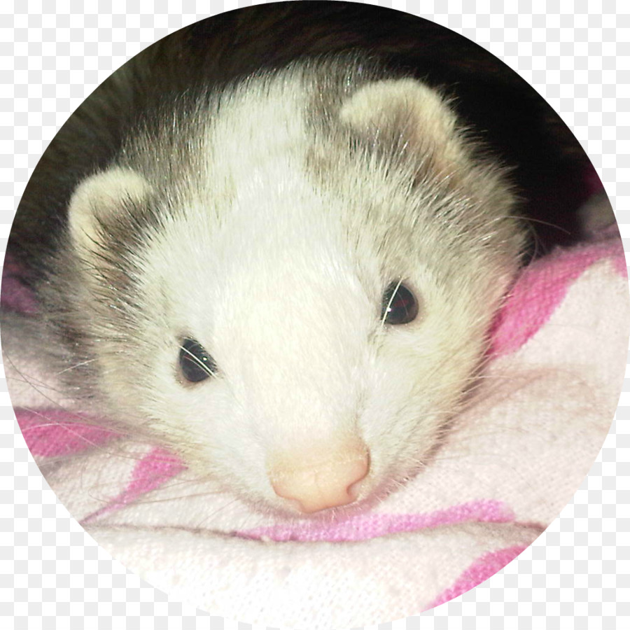 Die erlauben würde, Virginia opossum Gemeinsame opossum Mink - Frettchen
