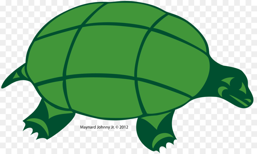 Tartaruga tartaruga di Mare lupo Grigio Verde - tartaruga