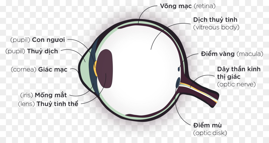 Schutzbrille Augen-Lupe Anatomie Brille - Auge