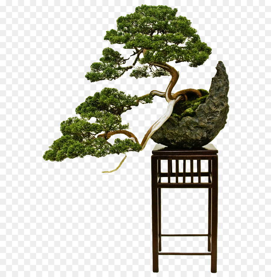 Bonsai Stile Der japanischen Kunst der Miniatur-Bäume und Landschaften Beschneiden - Baum