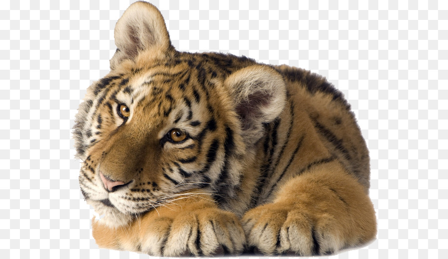 Gatto Sfondo Per Il Desktop Del Leone Tigre Siberiana - gatto