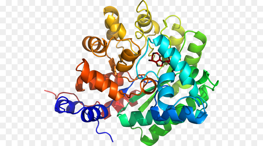 Bile salt dependent lipase Candida antarctica Enzym, das die Gastrische lipase - Adenosin deaminase domain zalpha