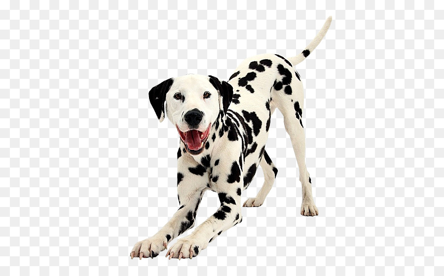 Dalmatiner Hund Welpe Dog breed Bulldog Begleithund - Welpen
