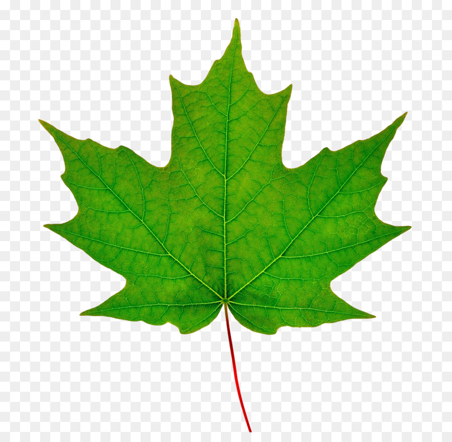 Zucker-Ahorn Silber-Ahorn Ahorn Red maple leaf - Blatt