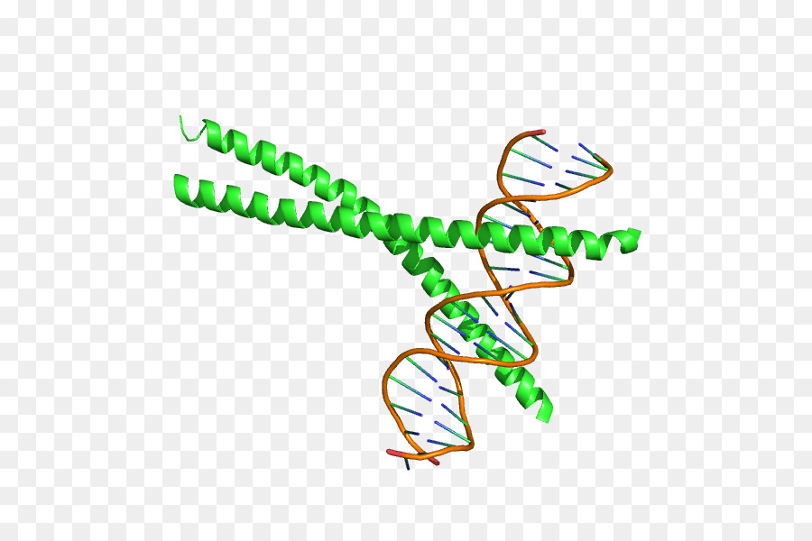 Sequenza enhancer-binding proteins bZIP dominio CEBPA fattore di Trascrizione - Fattore di trascrizione