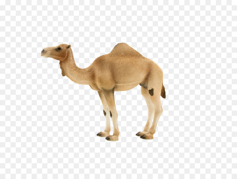 Dromedar baktrischen Kamel-Tier-Figur-Hybrid-Kamel-Pferd - Pferd