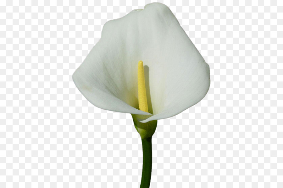 Arum-lily Bog arum Arum-Lilien Blumen-clipart - Blume