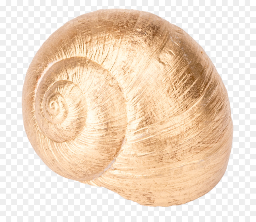 Borgogna lumaca di Gasteropodi shell Gasteropodi Seashell - lumaca