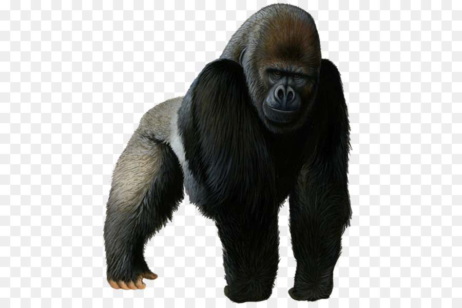 Occidentale gorilla Scimpanzé Clip art - altri