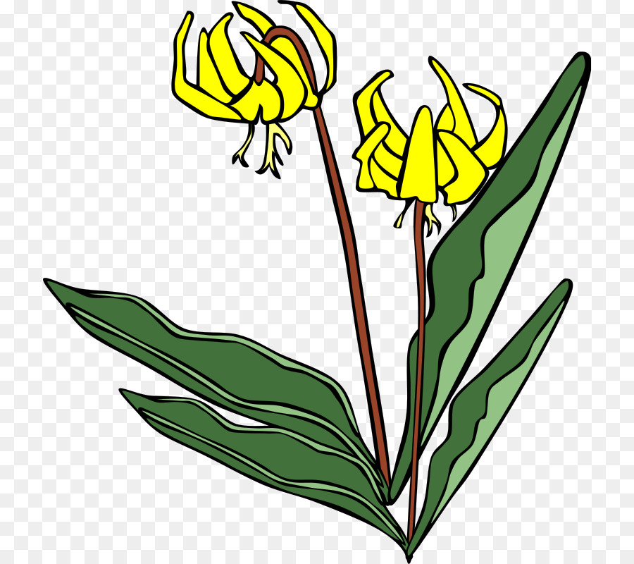 Hoa Lilium Clip nghệ thuật - hoa