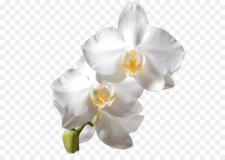 Falena orchidee Bianche orchidee Cattleya - altri
