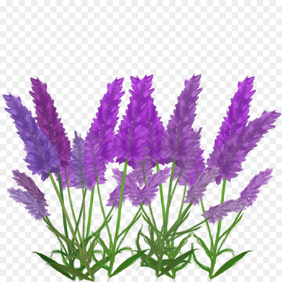 Englisch Lavendel French lavender Aquarium - Narr, wenn