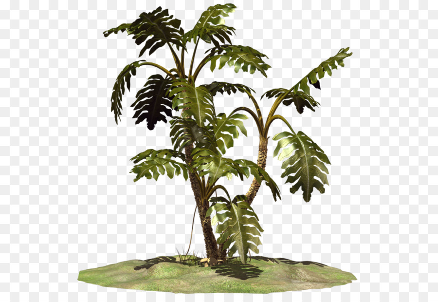 Kokos-Blumentopf Zimmerpflanze Terrestrische pflanze-Pflanze-Stiel - Kokos