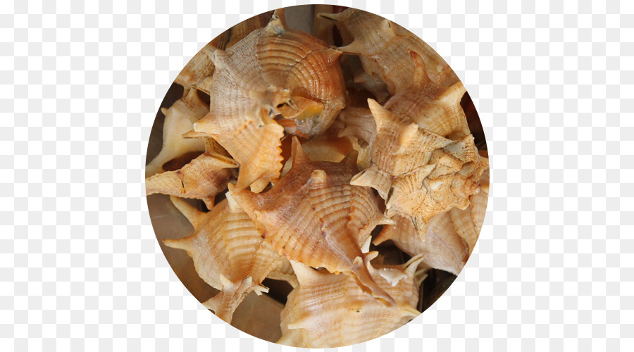 Cockle lumaca di Mare Crostacei Restaurante Senhor Peixe Seashell - conchiglia