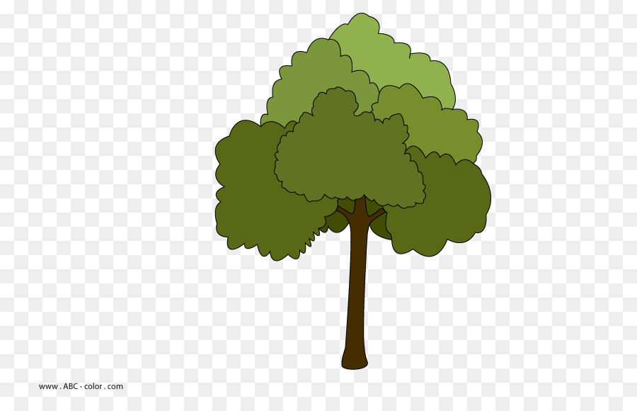 Baum Maple leaf Kousa Hartriegel-Strauch - Baum