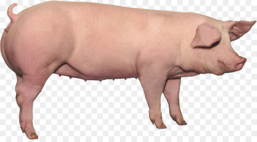 Häusliche Schwein, Schweinefleisch, Schwanz, Säugetier, Pig ' s ear - Schwein
