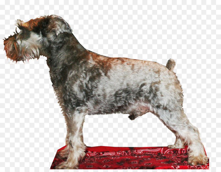 Cesky Terrier Schnauzer Standard Schnauzer Cane di razza Lakeland Terrier - Schnauzer