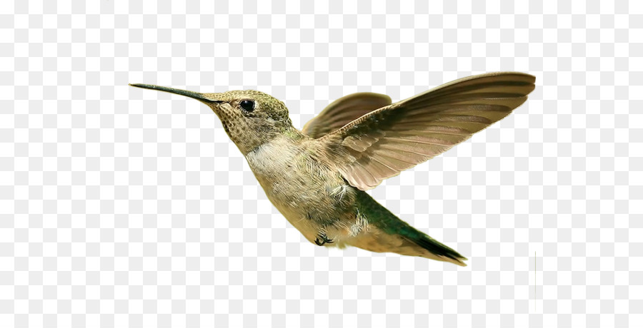 Hummingbird Sfondo del Desktop 1080p Parrot - uccello