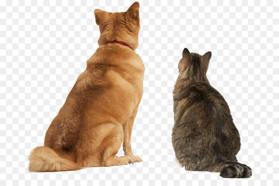 –Con chó, mèo mối quan hệ ba tư mèo Trò Cưng ngồi - Con chó