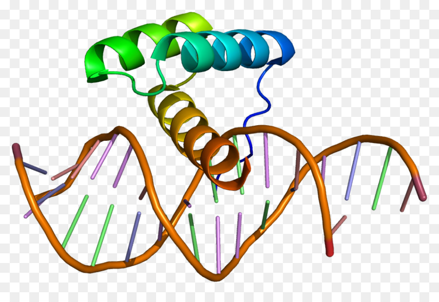 Msh homeobox 2 MSX1 del Gene della Proteina - nucleo del DNA