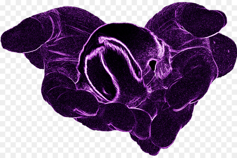 Organismus - lila neon