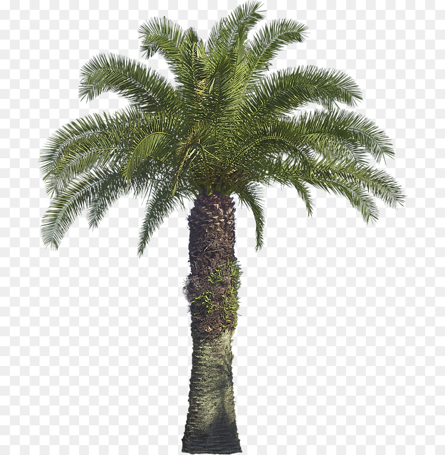 Arecaceae Albero di noce di Cocco di Babassu Areca palm - albero
