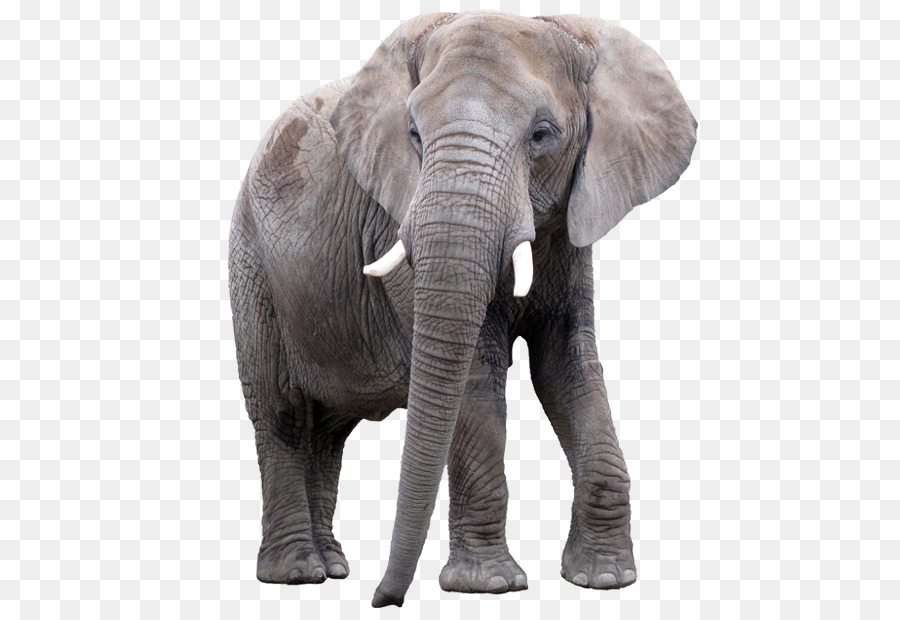 Der afrikanische Elefant Elephantidae Lion indischen Elefanten - Löwe