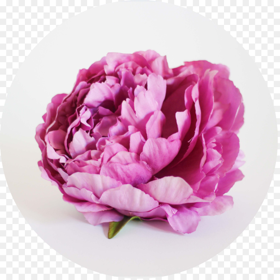 Bắp cải hoa hồng hoa Cắt hoa số Lượng Giá - hoa mẫu đơn