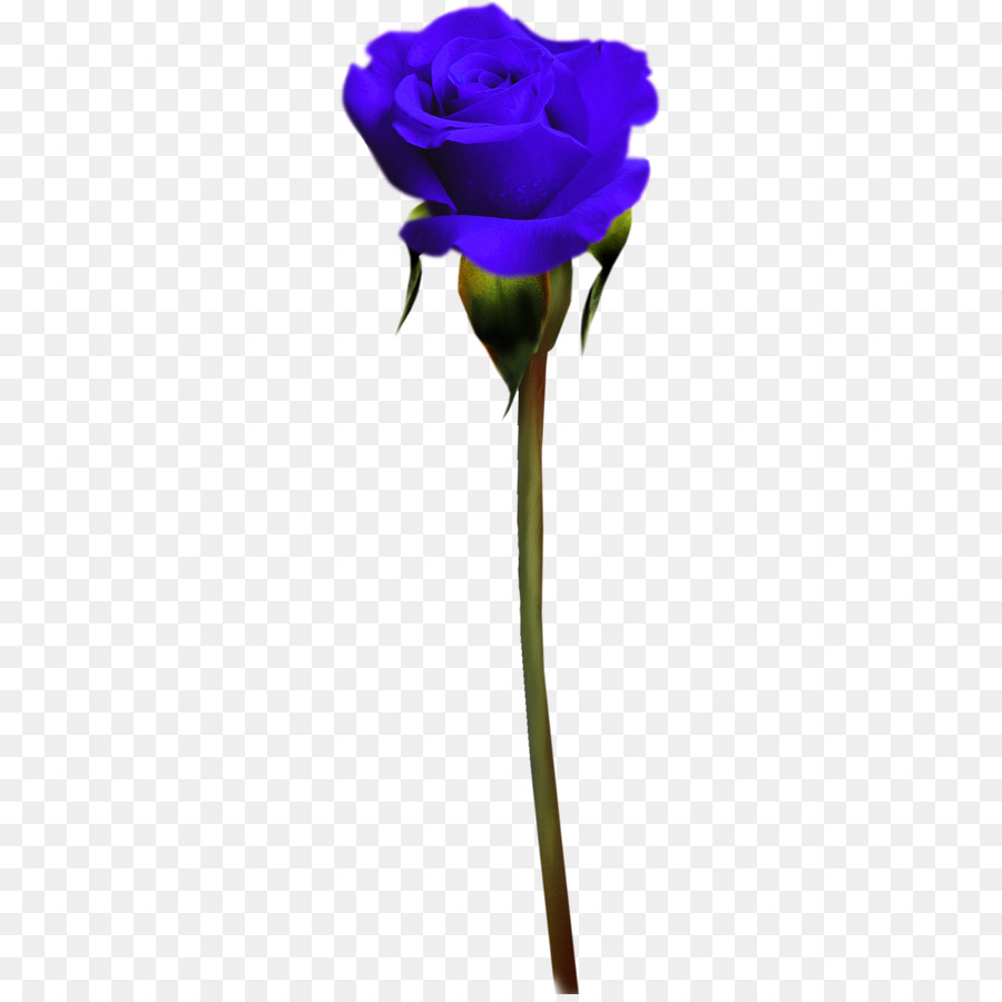 Hoa hồng trong vườn hoa hồng màu Xanh Tím - Hoa hồng