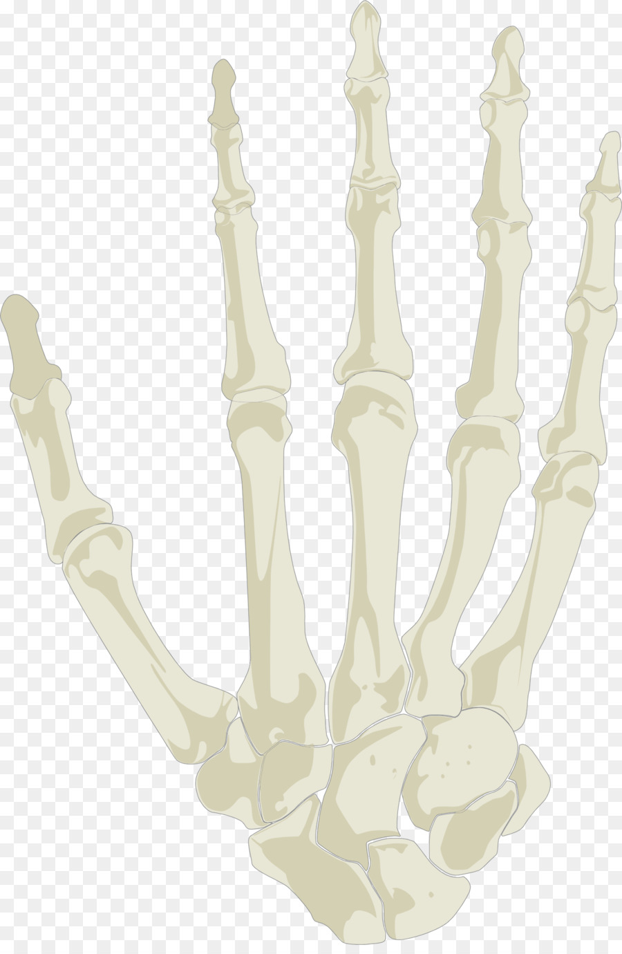 Hand, Menschliches Skelett Schädel - Hand