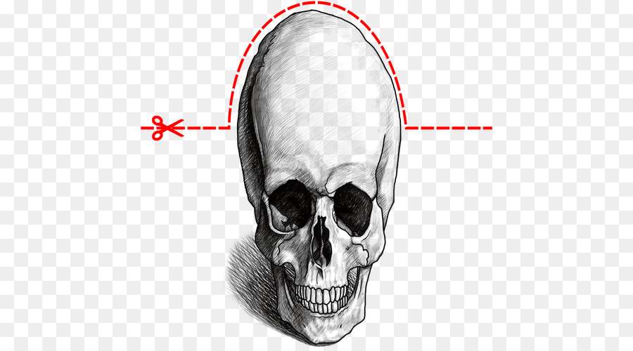 Disegno Naso Cranio Mandibola - cranio 3d