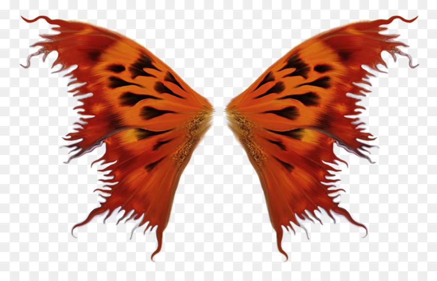 Ala di Farfalle e falene Informazioni - altri