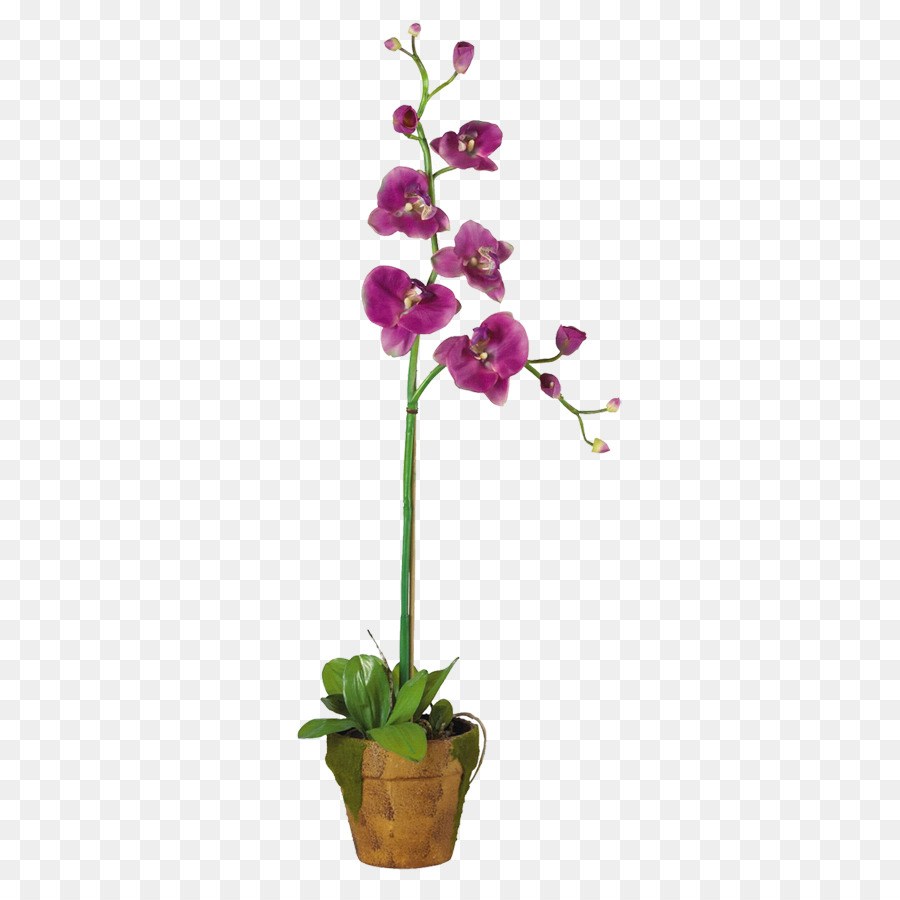 Moth Orchideen Blumentopf Pflanze Dendrobium - Anlage