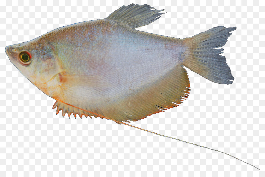 Süßwasserfische Süßwasser Zierfische Bluespot Meeräsche - Fisch