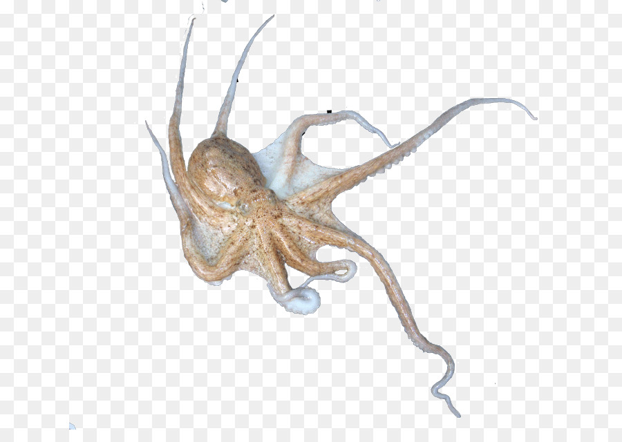 Octopus Squid Terrestrischen Tier - Eledone