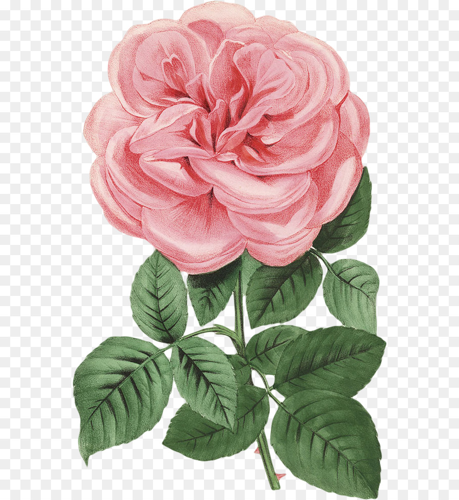 Garten Rosen Kohl rose China rose, Floribunda Schnittblumen - andere