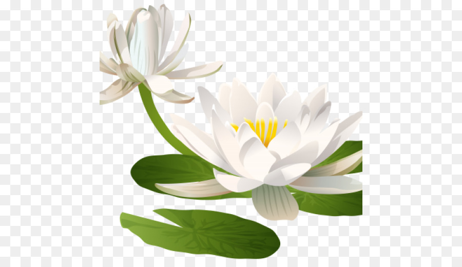 Seerosen Nelumbo nucifera Lilium Blume-clipart - Seerosen