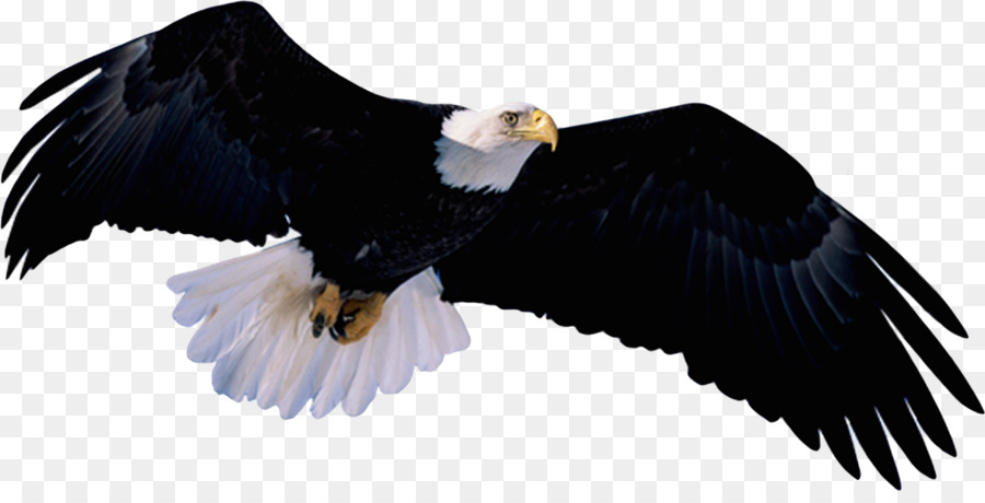 Bald Eagle Bird clipart - Vogel