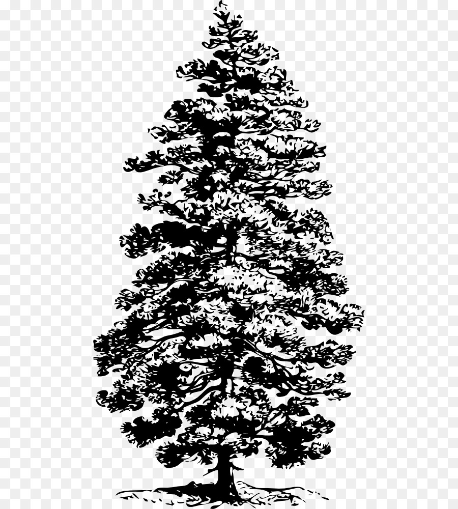 Albero di pino Ponderosa pino bianco Orientale Conifere Clip art - albero